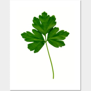 Italian Parsley Posters and Art
